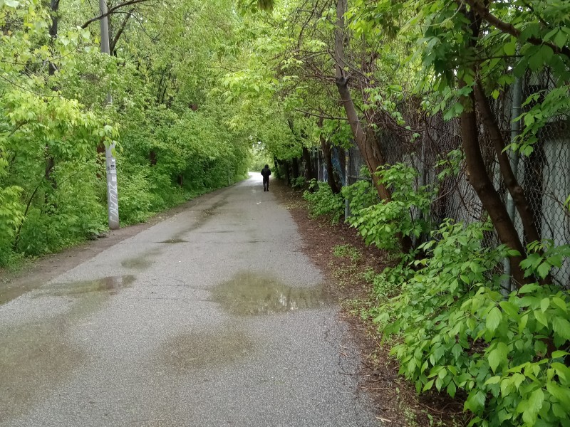 West Toronto Rail Path Tree Canopy
