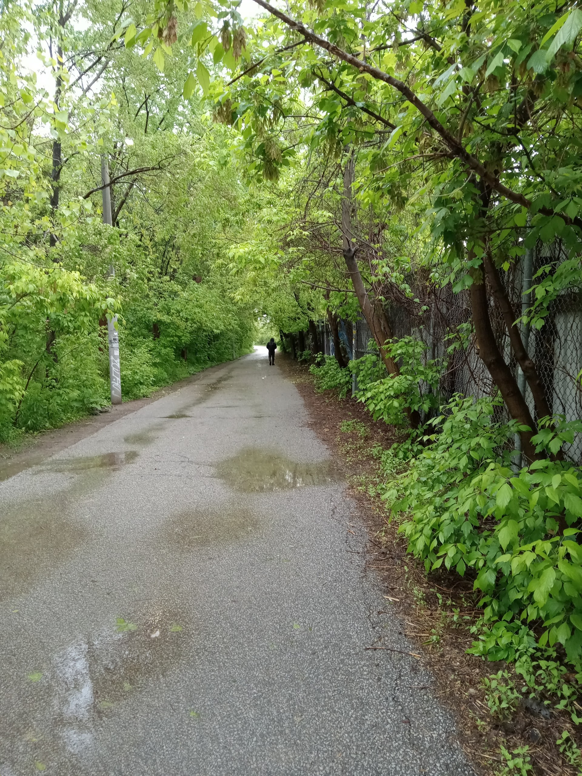 West Toronto Rail Path Tree Canopy