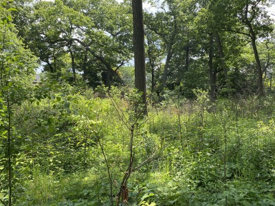 Traditional and Prescribed burn after 8 weeks 2019. Image City of Toronto