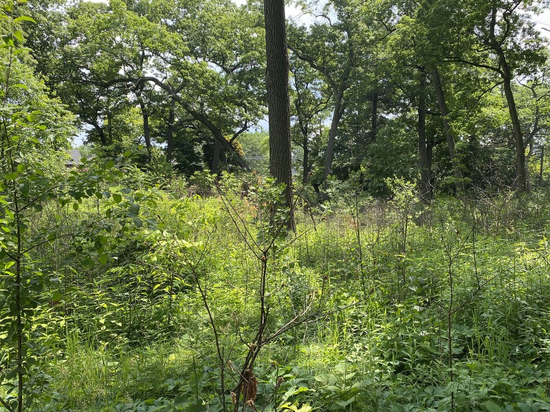Traditional and Prescribed burn after 8 weeks 2019. Image City of Toronto